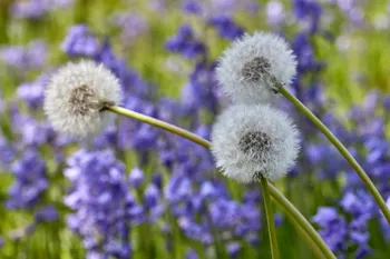 Dandelions amonst bluebells.jpg